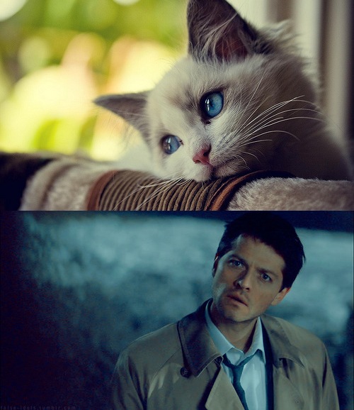 Cas like a cat