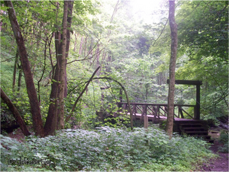 Bridge in the Woods 2