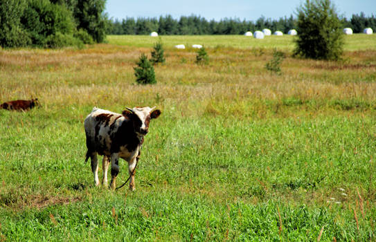 Cow and field 2