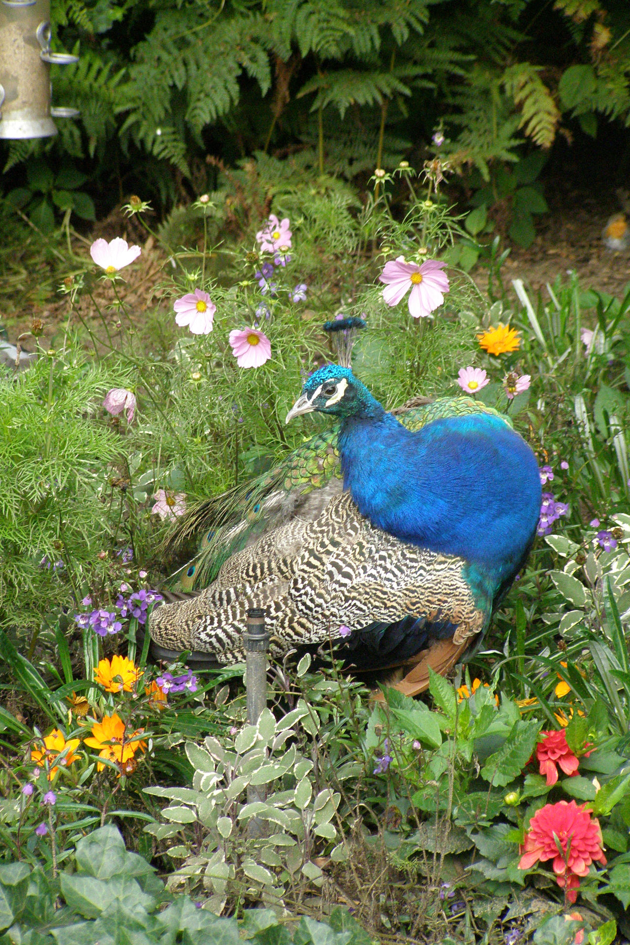 peacock in the park