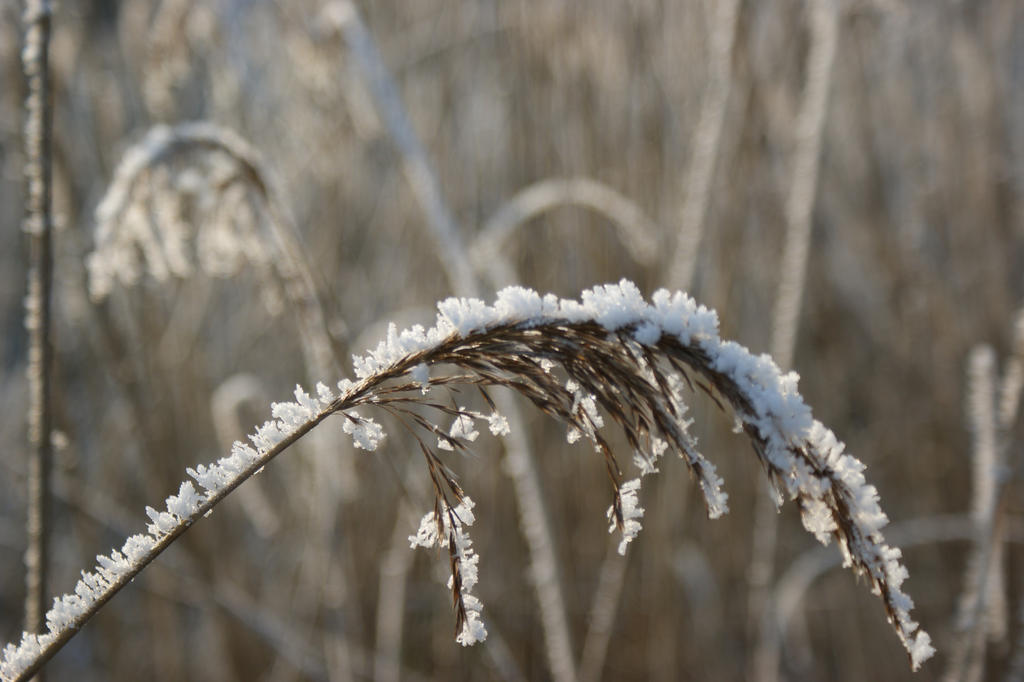 frozen reed