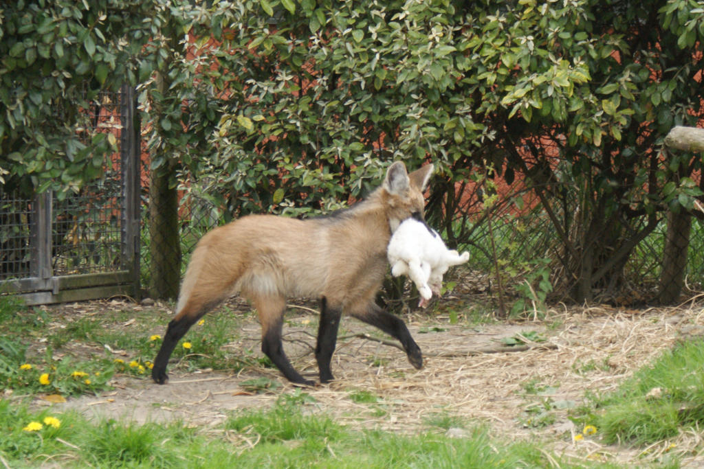 Little manen wolf with bunny