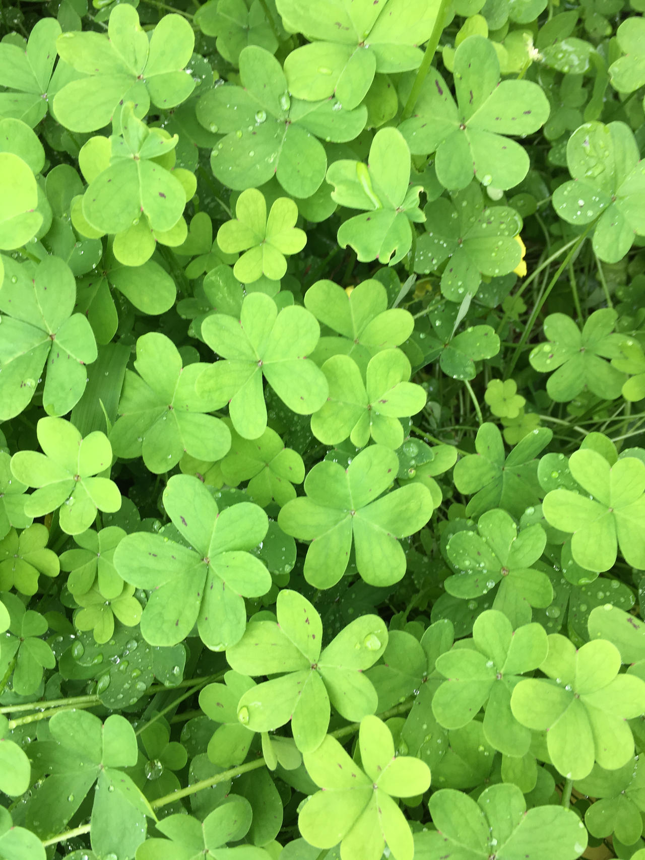 Shamrocks by DCZ Samurai Raven95 on DeviantArt Shamrocks by DCZ Samurai Raven95 on DeviantArt