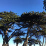 Monterey Cypress Trees