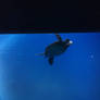 Sea Turtle