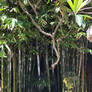 Tree Sticking Through the Bamboo