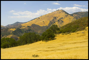 Fields of Gold