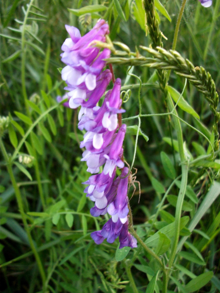 Vetch 2