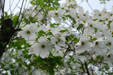 white flower tree.