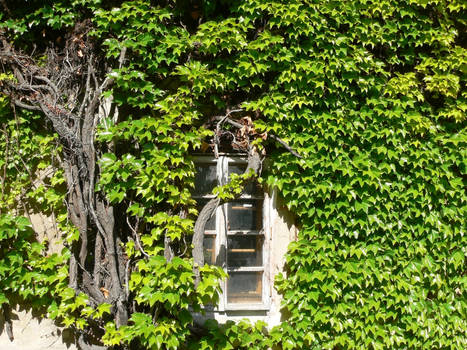 Window consumed by nature