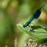 Thames Path - Dragonfly