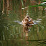 A portrait of a duck