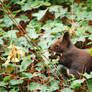 My first squirrel