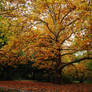 Autumn tree