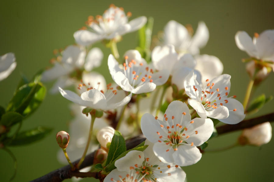 Spring aroma-White