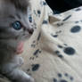 Blue eyes - new kitten :D