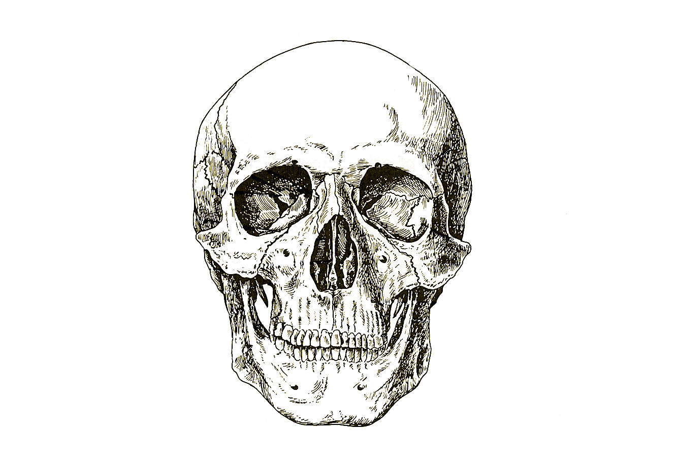 Skull