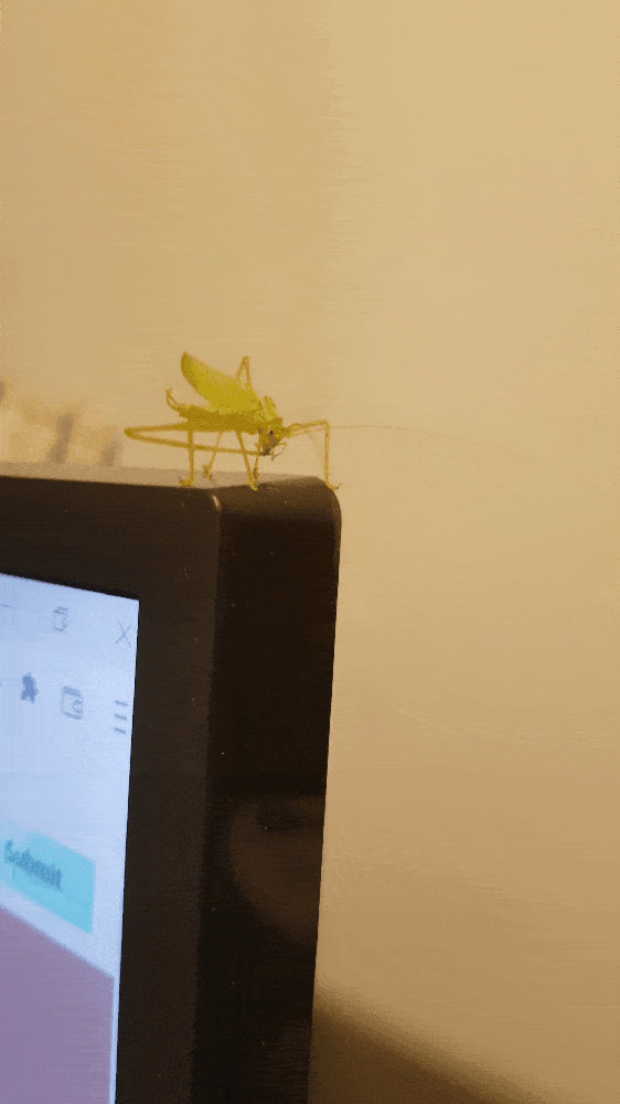 GiF Series | Grasshopper by DennisDrake796 on DeviantArt