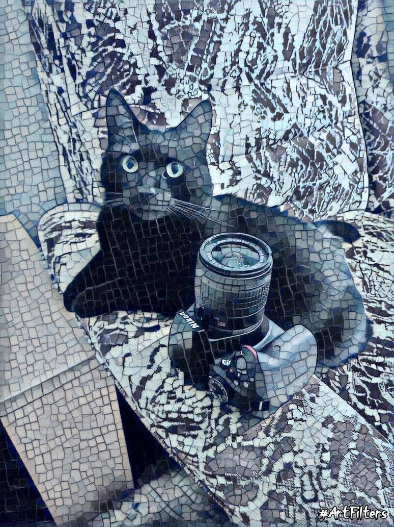 Cat With Camera Cat with Camera by DennisDrake796 on DeviantArt