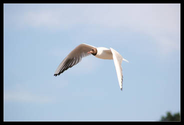 In Flight