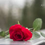 Red Rose