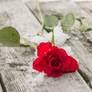 Red Rose III