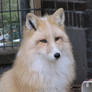 Red Fox Manya
