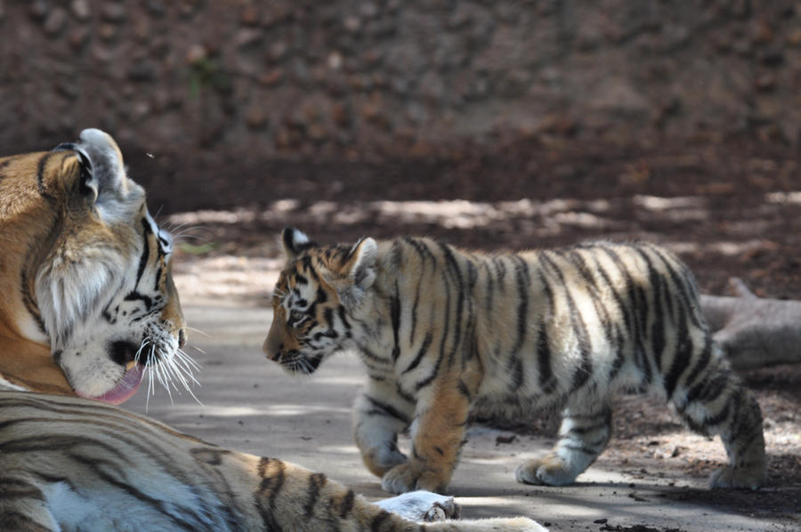 Tiger Cubs 2