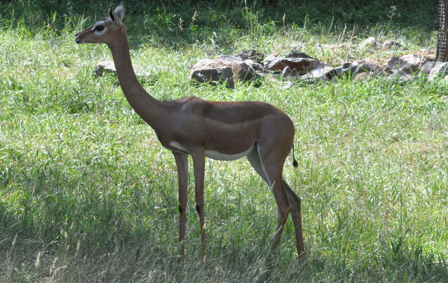 Gerenuk 2