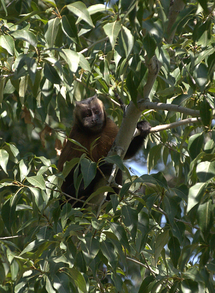 Hooded Capuchin