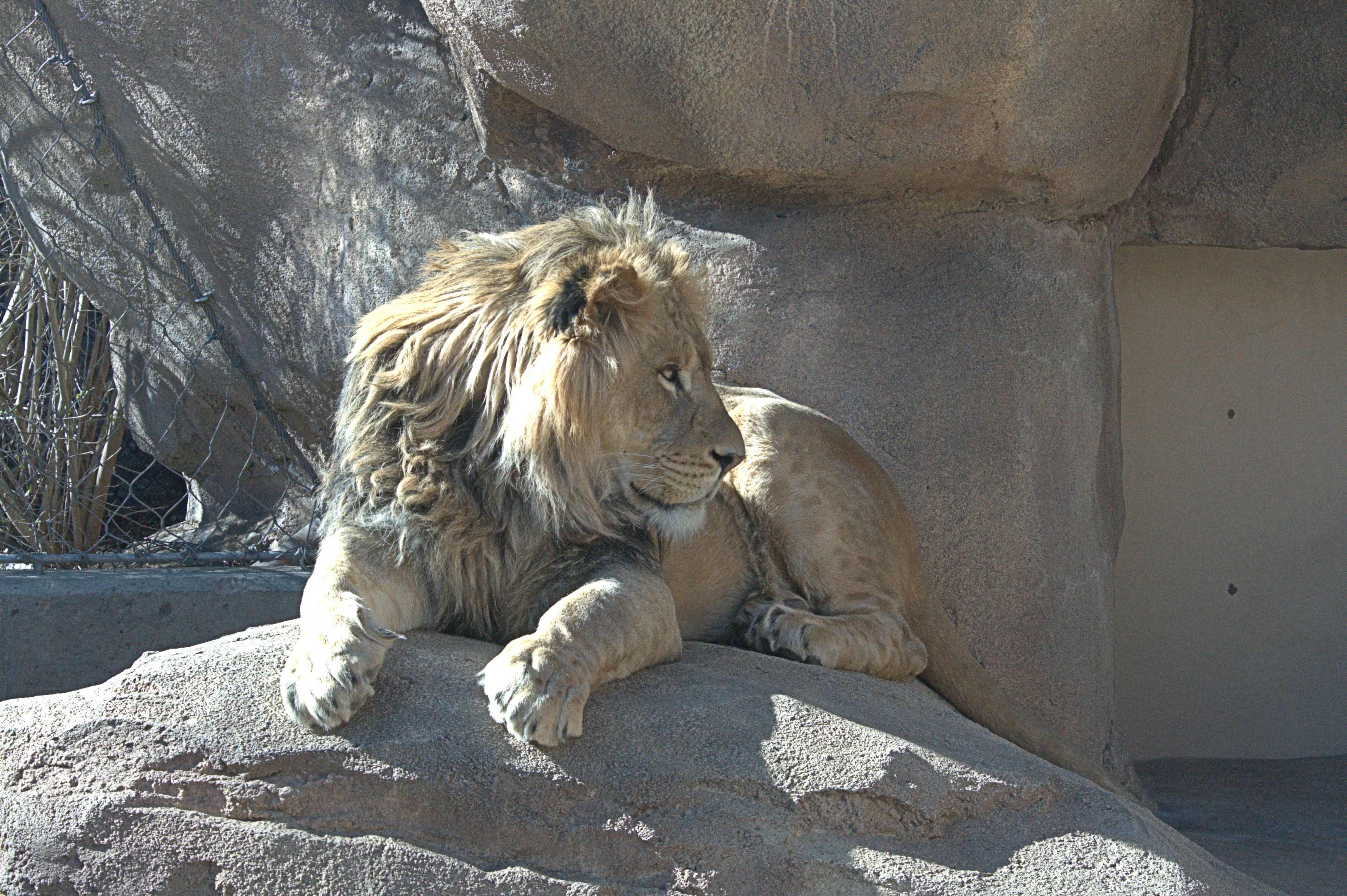 Lion