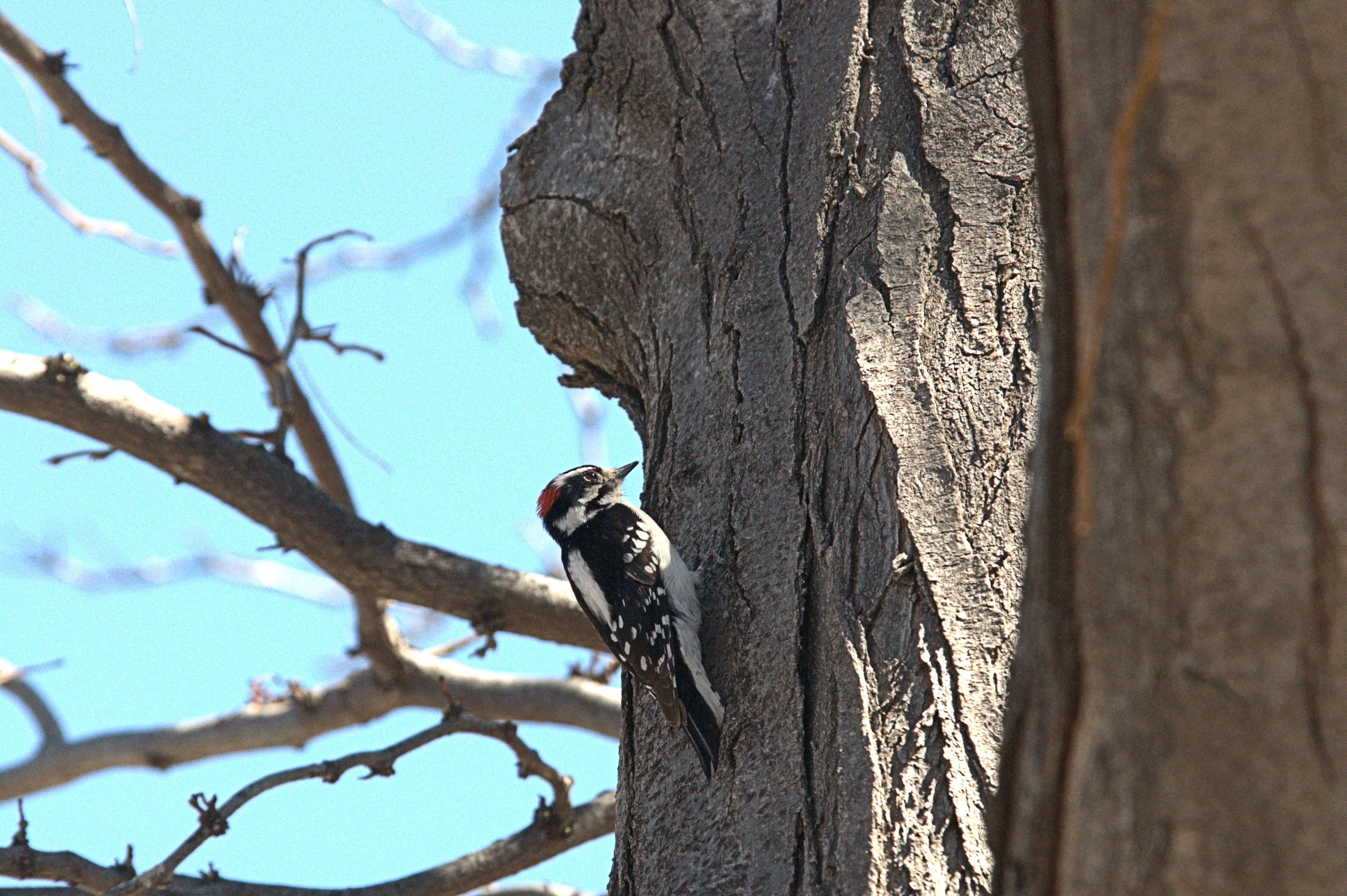 Woodpecker