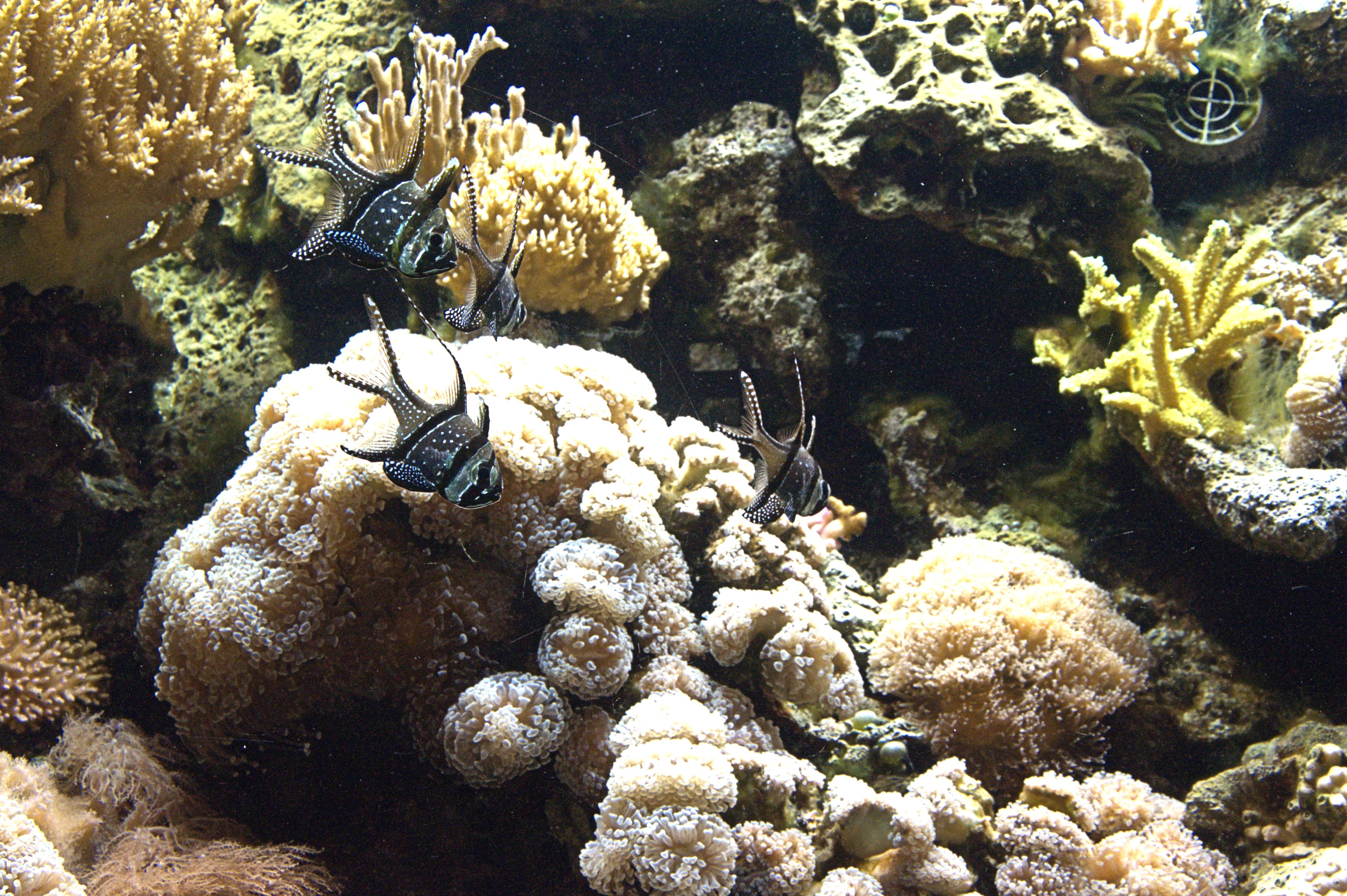 Red Sea Cardinal Fish