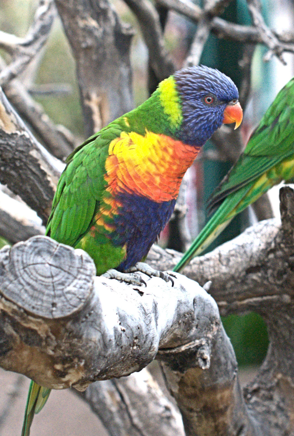 Lorikeets (3) -1a