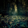 Dark Forest-Flower Field