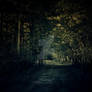 Dark Forest-Trail