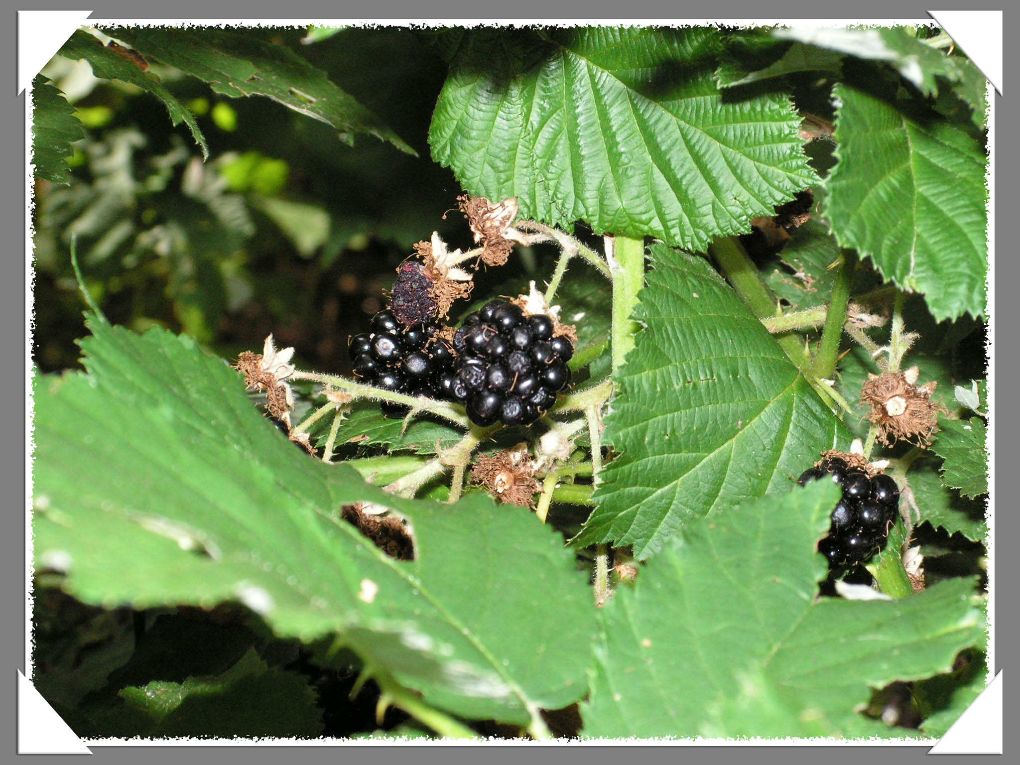 Blackberry