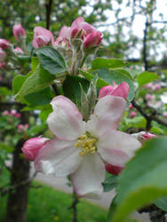 pink blossom