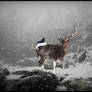 Snowy Deer