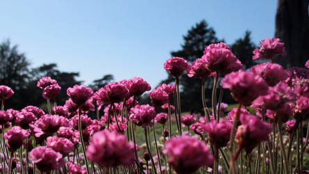 Flowers Standing Tall