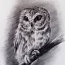 an owl #19