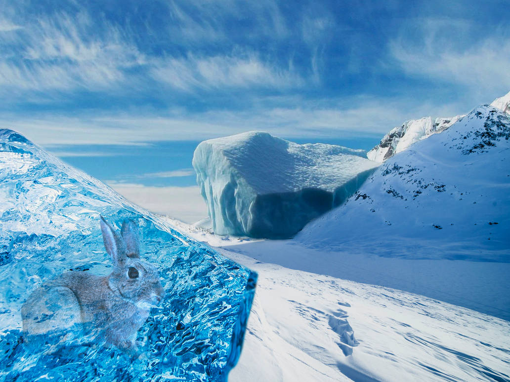 Iced Rabbit by ColinWilk1 on DeviantArt