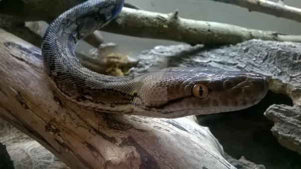 Super Dwarf Reticulated Python by BUZZBUZZBUZZZ on DeviantArt