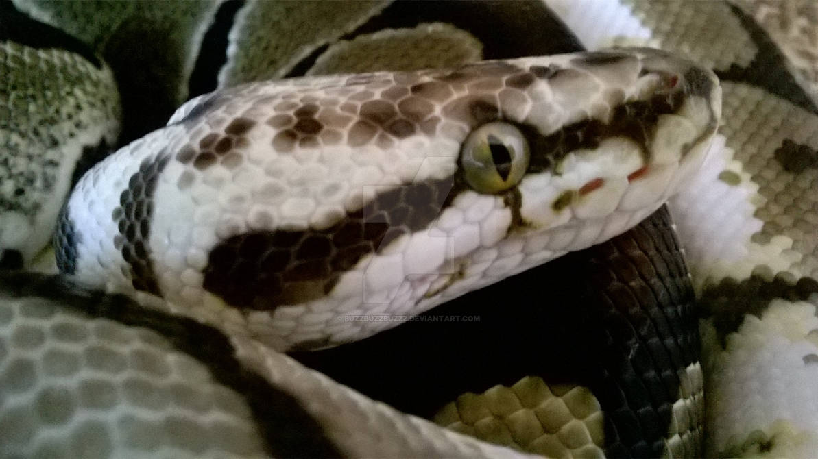 Bumblebee Royal Python by BUZZBUZZBUZZZ on DeviantArt