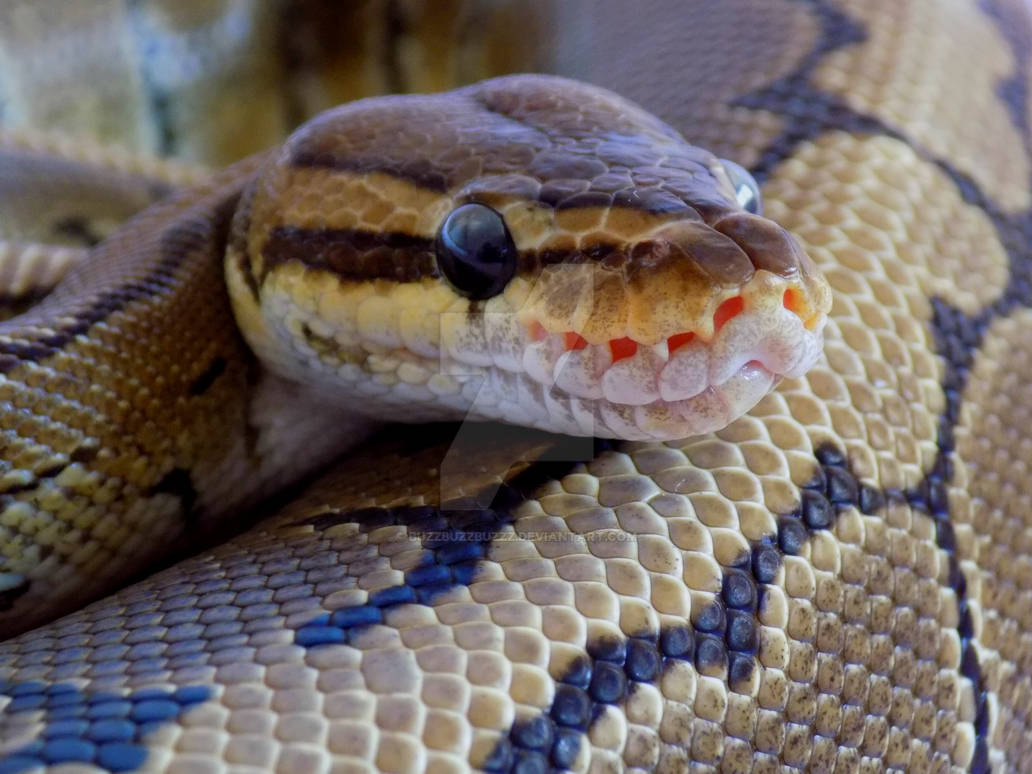 Pinstripe Royal Python by BUZZBUZZBUZZZ on DeviantArt