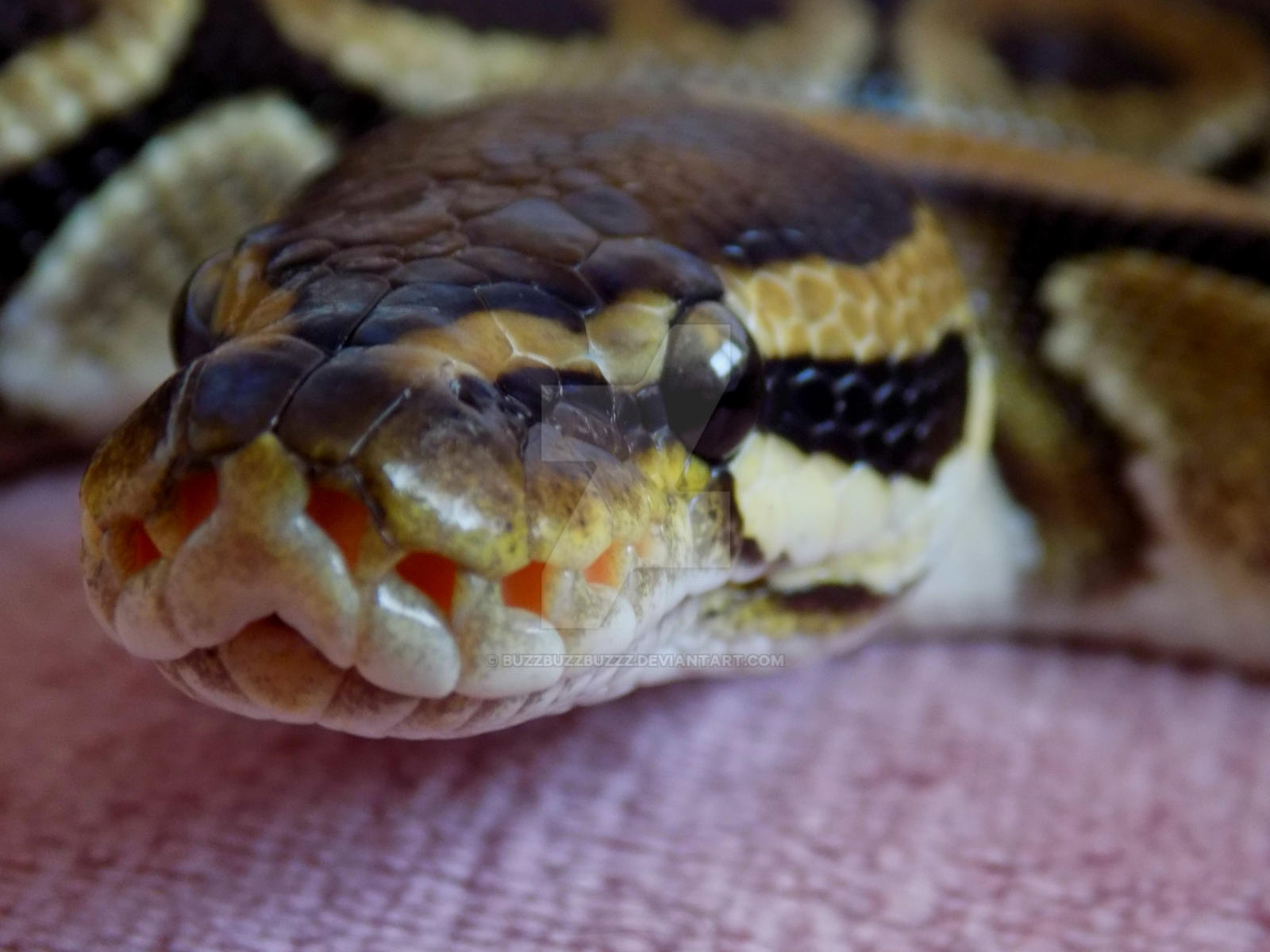 Royal Python (Normal/Wild Type) by BUZZBUZZBUZZZ on DeviantArt