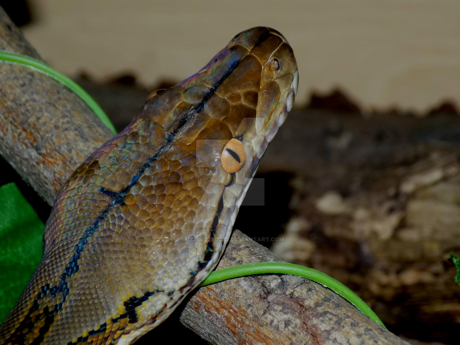 Super Dwarf Reticulated Python by BUZZBUZZBUZZZ on DeviantArt
