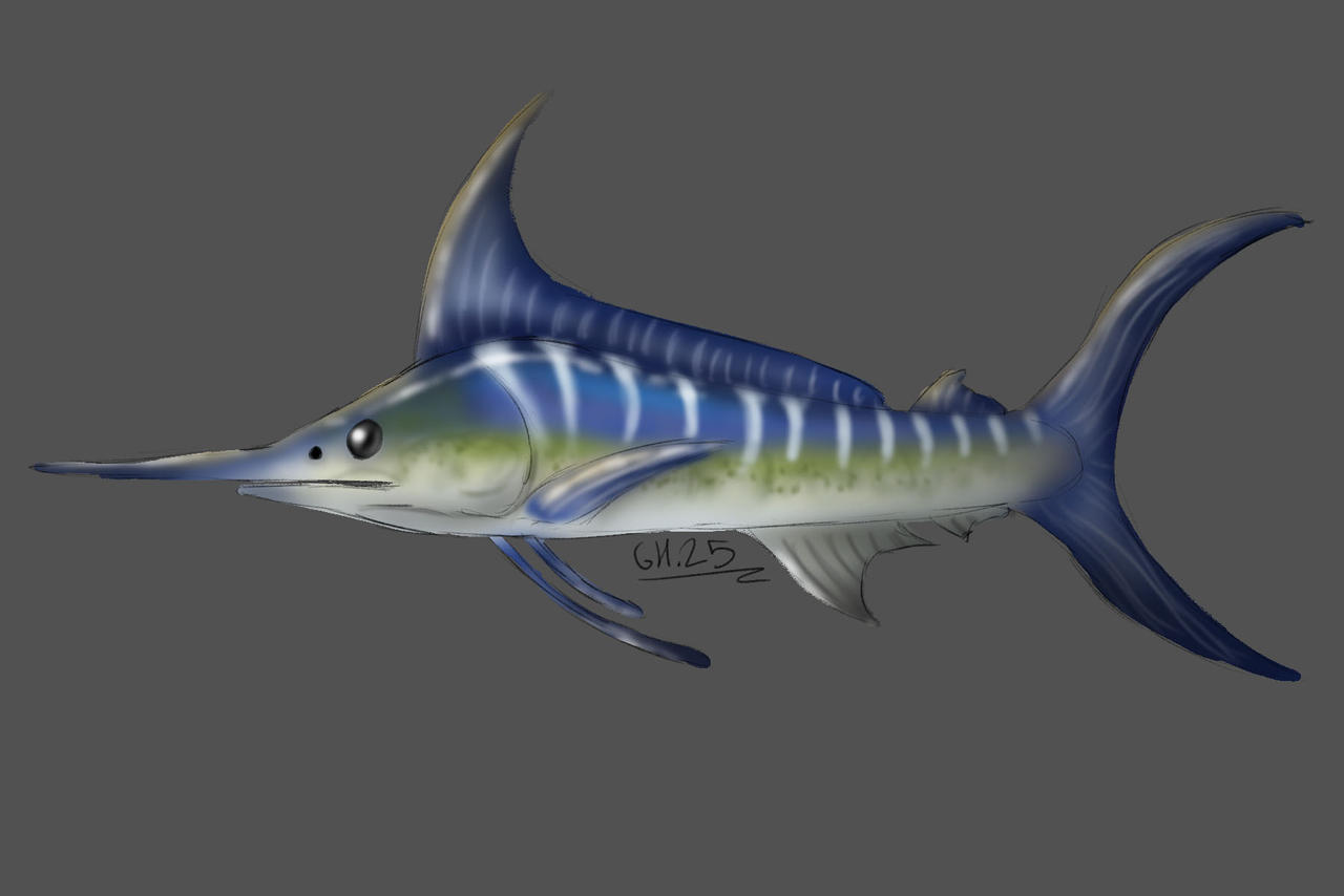 Swordfish