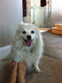 Love American Eskimo 2 Love