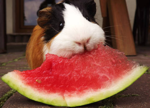 watermelon and guinea pig